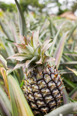Pineapple in the field