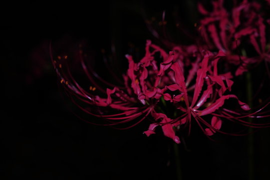 54 Best Red Magic Lily Images Stock Photos Vectors Adobe Stock