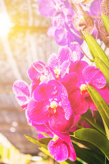 Fototapeta na wymiar orchid flowers in garden.