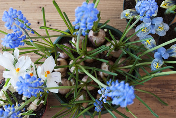 Spring Flowers, Crocus And Grape Hyacinth