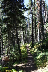 Obraz premium Nature Trail