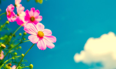 pink flowers on cloudy blue sky
