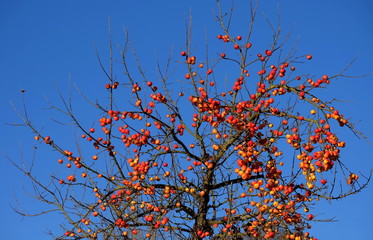 Apfelbaum mit roten Äpfeln vor blauem Himmel