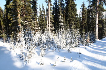 Obraz na płótnie Canvas Snow Trees