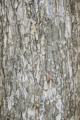 Tree texture background