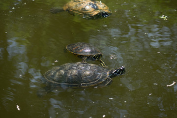 The pond turtle in water in the sunlight .