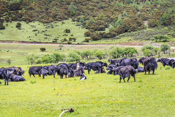 Shangri-La Yunnan scenery