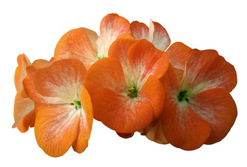 Flower orange geranium. Isolated on a white background. Close-up. without shadows. For design. Nature.