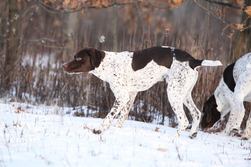Nice French Pointing Dog moving in winter