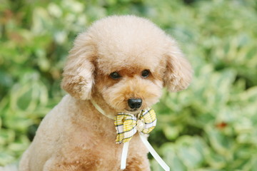 犬（トイプードル）