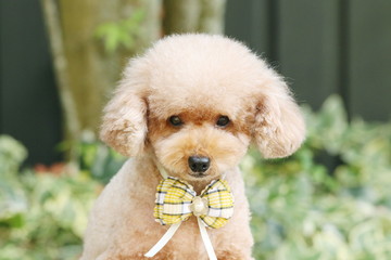 犬（トイプードル）