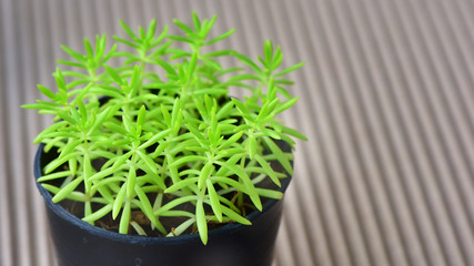 Trees on corrugated paper background, energy living concept and save the earth idea