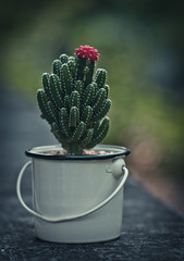 Nice cactus with pink flower