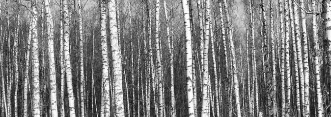 Beautiful landscape with birches. Black and white panorama with birches in retro style. Birch grove in autumn. The trunks of birch trees. Black and white panoramic photo of birch trunks.