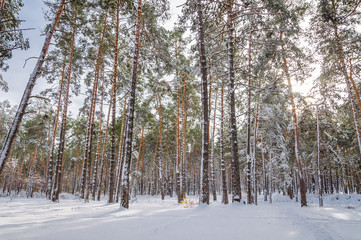 Winter forest