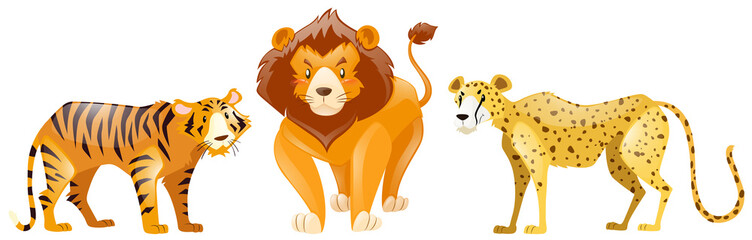 Tigers and lion on white background