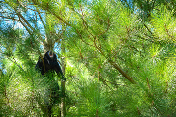 Male caraya monkey screaming in South America