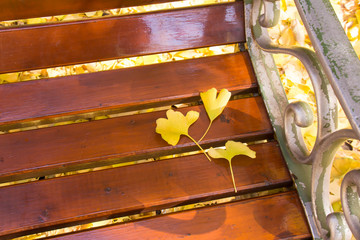 Ginkgo biloba with leaves