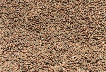Malt background. Ingredient for beer.