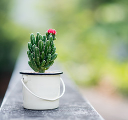 Nice cactus with pink flower
