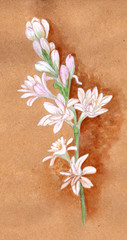 Tuberose - branches. Medicinal, perfumery and cosmetic plants. Wallpaper. Use printed materials, signs, posters, postcards, packaging. 