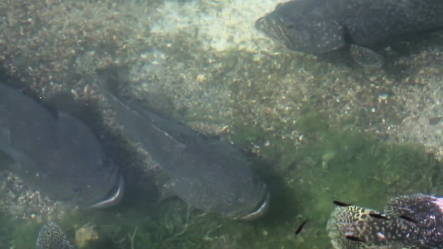 big groupers swim lazily muddy water for fish farms in Asia
