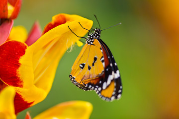 Plain Tiger Butterfly(Danaus chrysippus).