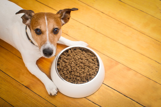 hungry dog bowl
