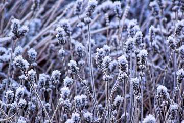 Winter. Frost. Plants.