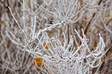 Winter. Frost. Plants.