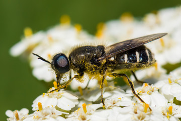 Fly Gathering Pollen (Side View)