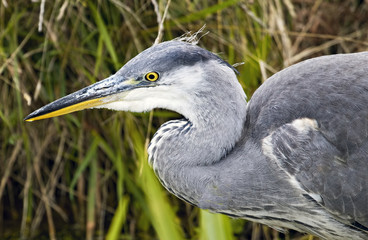 heron