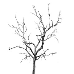 Dead Tree without Leaves