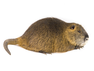 Coypu (Myocastor coypus)