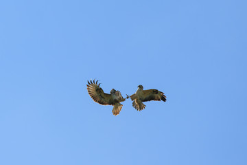 Zwei Vögel kämpfen in der Luft um ihr Revier