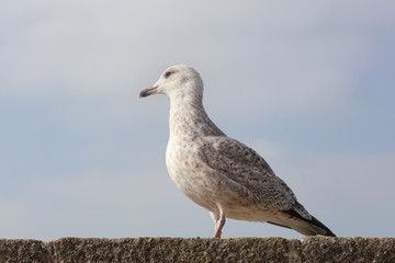 Juvenile herring gull 