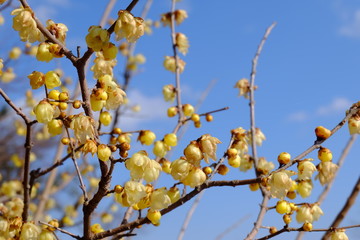 Wintersweet