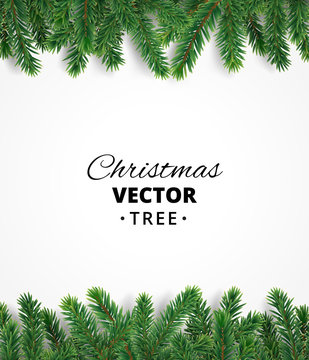 Background with vector christmas tree branches and space for text