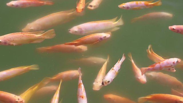 Golden Nile Tilapia Oreochromis niloticus
