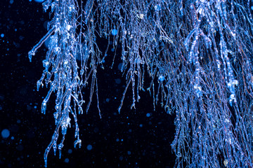 winter night Trees in ice