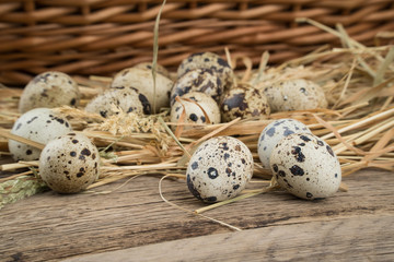 Obraz premium Quail eggs on old wooden table.
