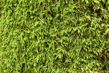 Natural texture. Moss Brachythecium rutabulum