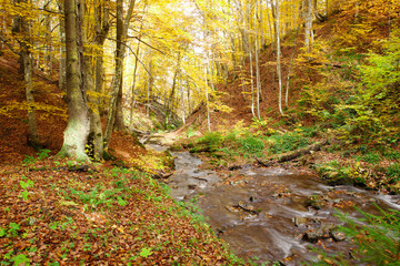 Stream in beech forest in a golden autumn in the Carpathians.