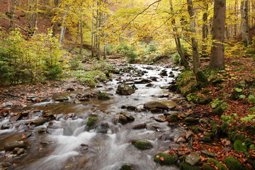 Stream in beech forest in a golden autumn in the Carpathians.