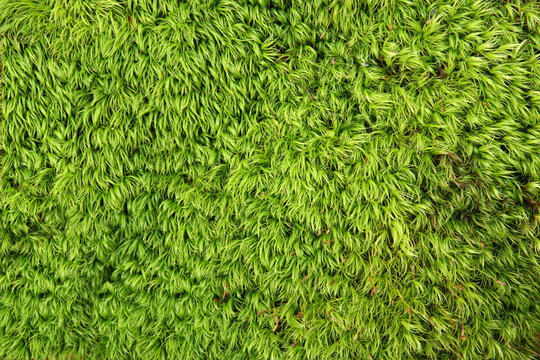 Natural texture. Moss Dicranum scoparium