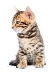 beautiful small kitten sitting on a white background