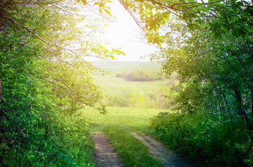 Path in green forest