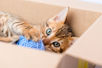 portrait of a kitten with a ball from the box closeup