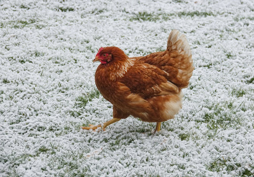 free breeding hen in winter