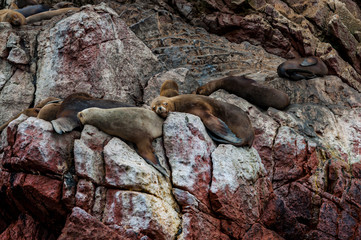 Naklejka premium Fur seal on the red cliffs. Fur Seal on Ballestas Islands, Paracas National Reserve. Peru